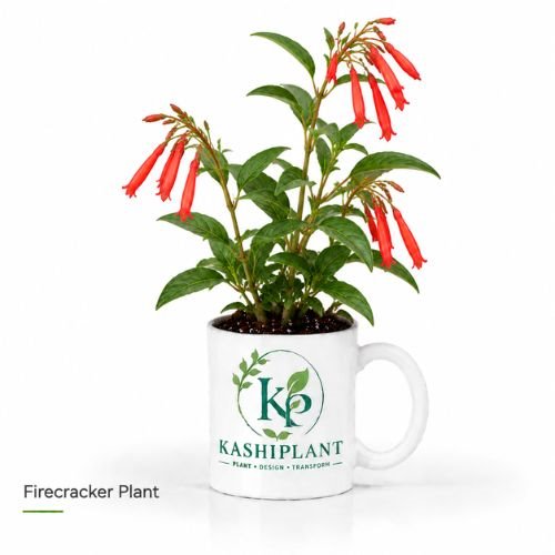 Firecracker Plant in Premium Ceramic Mug Planter | Kashi Plant