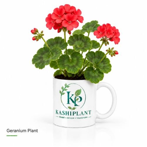 Geranium Plant in Premium Ceramic Mug Planter | Kashi Plant
