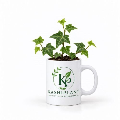 English Ivy Plant in Ceramic Mug Planter | KashiPlant