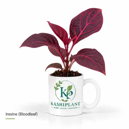 Iresine (Bloodleaf) Plant in Premium Ceramic Mug Planter | Kashi Plant