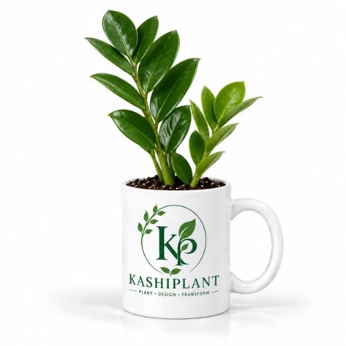 ZZ Plant in Premium Ceramic Mug Planter | Kashi Plant