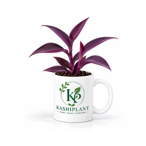 Purple Heart Plant in Premium Ceramic Mug Planter | Kashi Plant