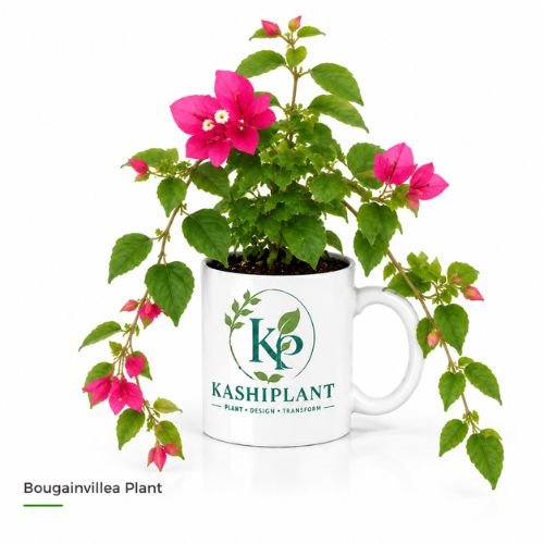 Bougainvillea Plant in Premium Ceramic Mug Planter | Kashi Plant