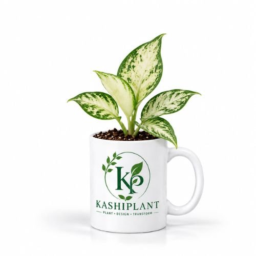 Aglaonema White in Premium Ceramic Mug Planter | Kashi Plant