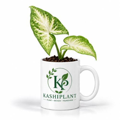 Syngonium White in Ceramic Mug Planter | Kashi Plant