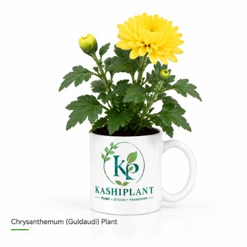 Chrysanthemum (Guldaudi) Plant in Premium Ceramic Mug Planter | Kashi Plant