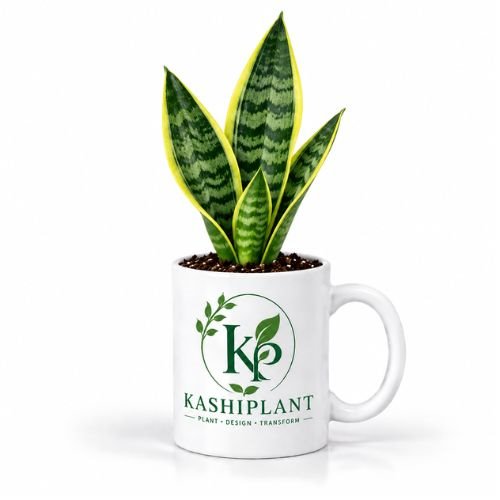 Snake Plant in Premium Ceramic Mug Planter | Kashi Plant