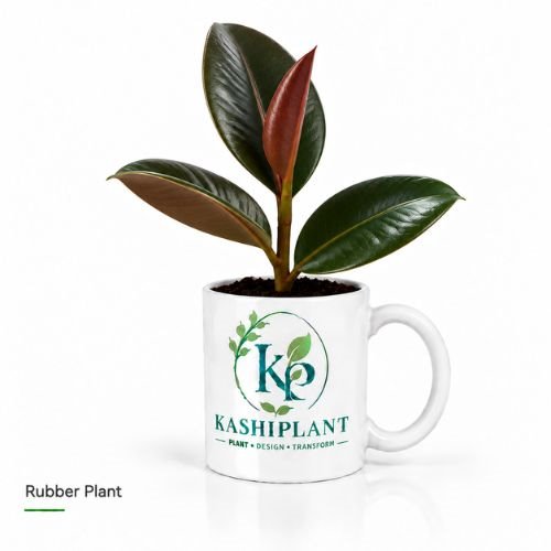 Rubber Plant in Ceramic Mug Planter | Kashi Plant