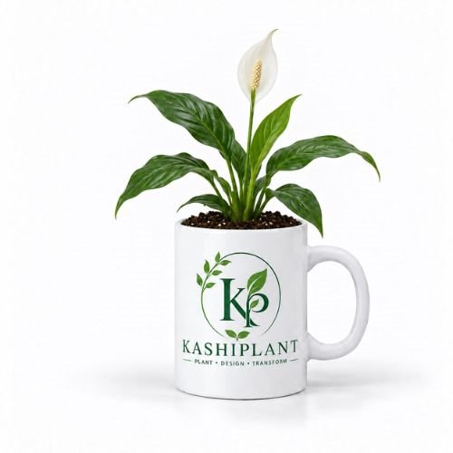 Peace Lily Plant in Ceramic Mug Planter | KashiPlant