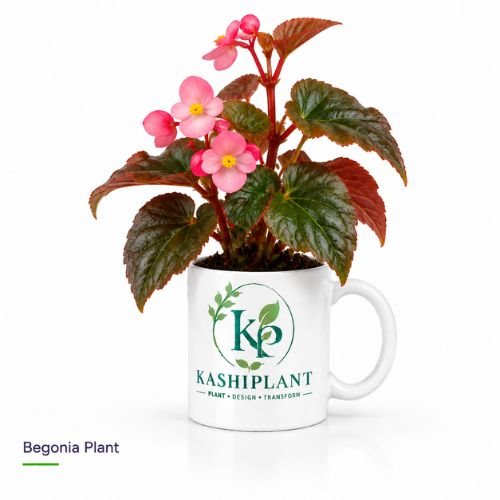 Begonia Plant in Premium Ceramic Mug Planter | Kashi Plant