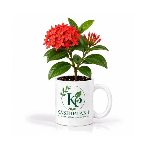 Lxora (Rukmini) Plant in Premium Ceramic Mug Planter | Kashi Plant