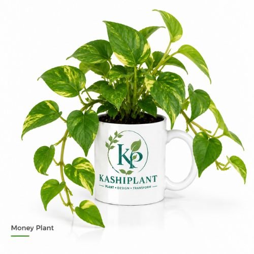 Money Plant in Premium Ceramic Mug Planter | Kashi Plant