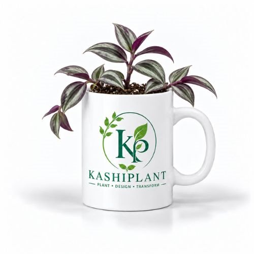 Tradescantia Zebrina Plant in Premium Ceramic Mug Planter | Kashi Plant