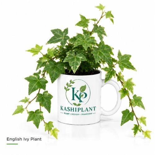 English Ivy Plant in Premium Ceramic Mug Planter | Kashi Plant