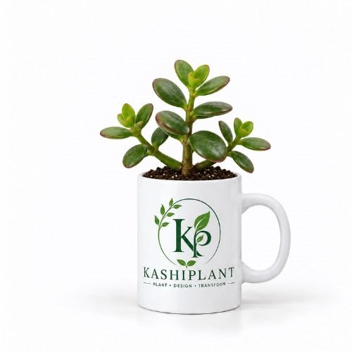 Jade Plant in Ceramic Mug Planter | KashiPlant