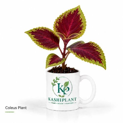 Coleus Plant in Premium Ceramic Mug Planter | Kashi Plant
