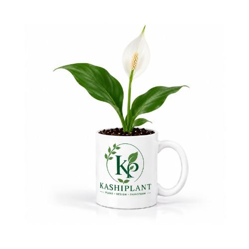 Peace Lily in Ceramic Mug Planter | Kashi Plant