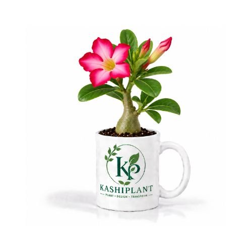 Adenium (Desert Rose) Plant in Premium Ceramic Mug Planter | Kashi Plant