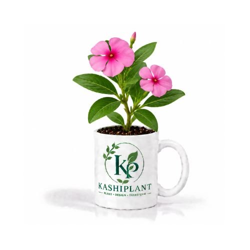 Vinca (Sadabahar) Plant in Premium Ceramic Mug Planter | Kashi Plant