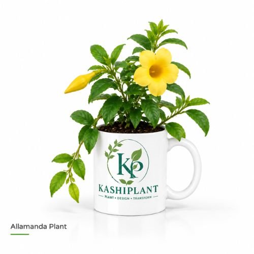 Allamanda Plant in Premium Ceramic Mug Planter | Kashi Plant