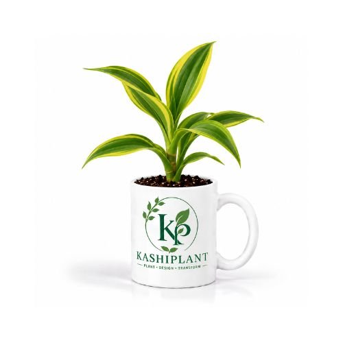 Dracaena Golden in Ceramic Mug Planter | Kashi Plant