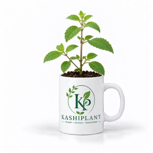 Tulsi Plant in Ceramic Mug Planter | Kashi Plant