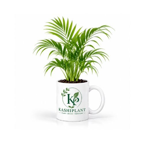 Areca Palm in Ceramic Mug Planter | Kashi Plant