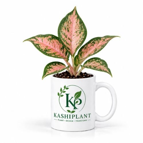 Aglaonema Pink in Premium Ceramic Mug Planter | Kashi Plant