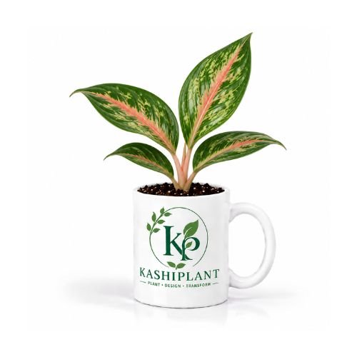 Chinese Evergreen in Ceramic Mug Planter | Kashi Plant