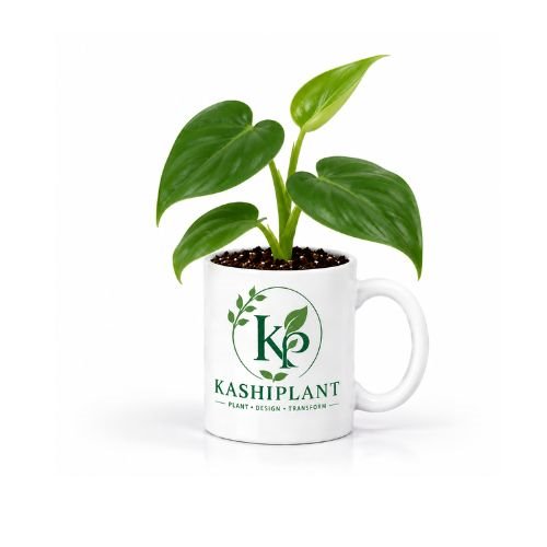 Philodendron Green in Ceramic Mug Planter | Kashi Plant